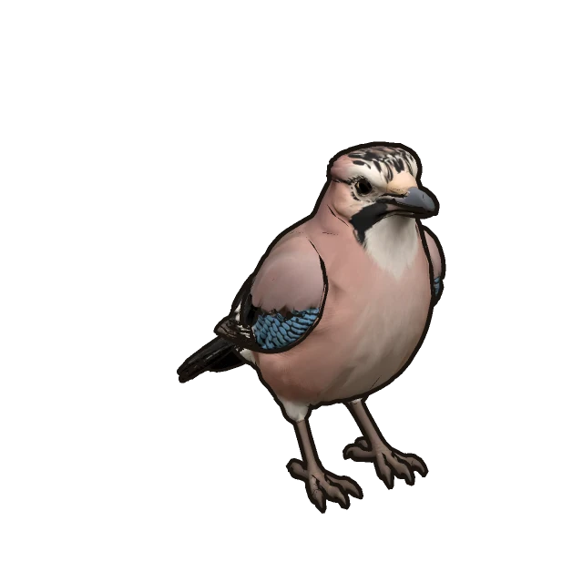Eurasian Jay perched, the 3D model from the game